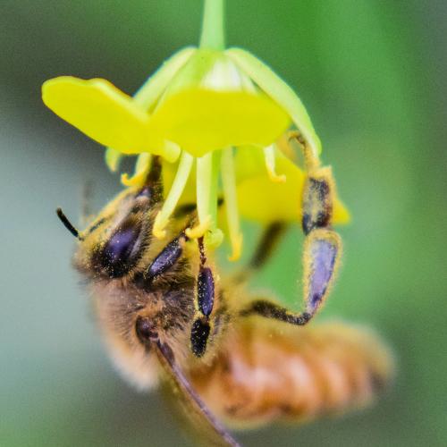 Honey bee