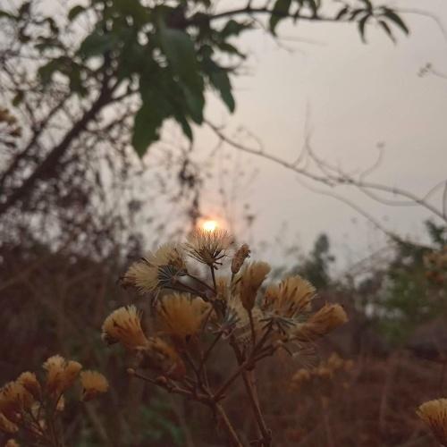 Flowery Sunset