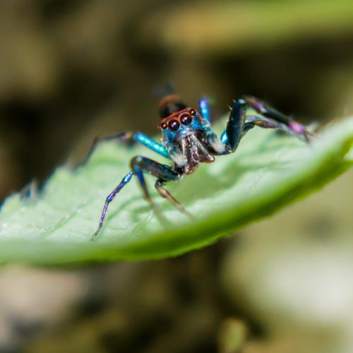 Spidy