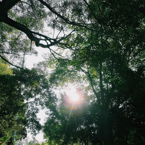 Nature Sun