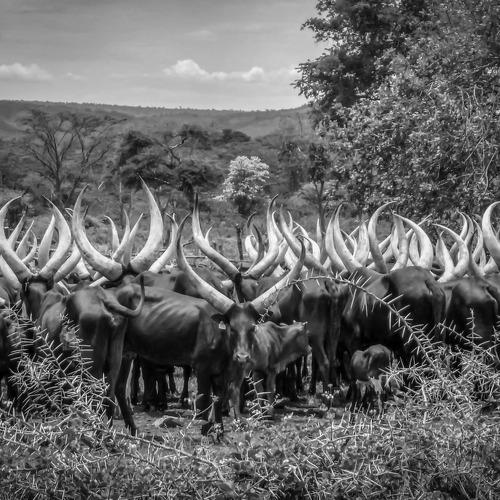 Horns and Thorns
