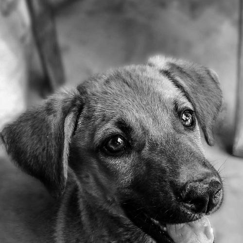 Dog with a hope