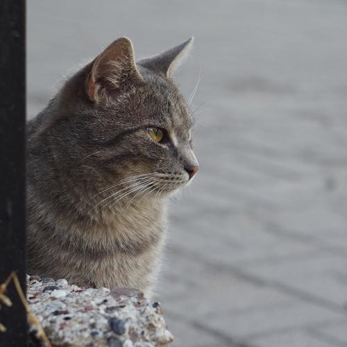 The Watcher