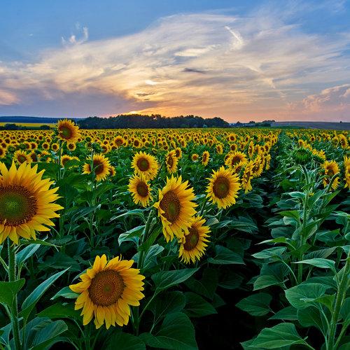 Sunflower field