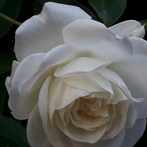 Wite rose