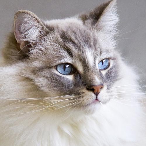 Ragdoll portrait