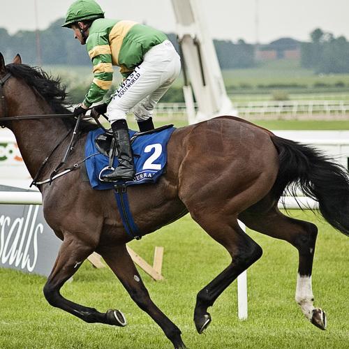 Horserace with me