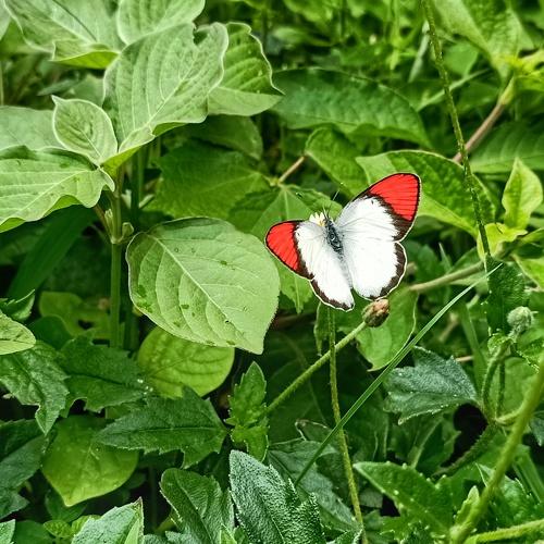 eye catchy Butterfly