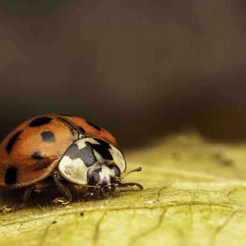 Lady bug