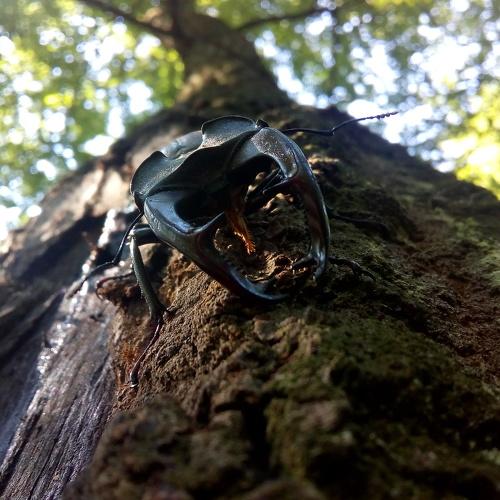 Found in forest