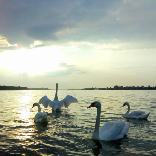 Swans and sunset
