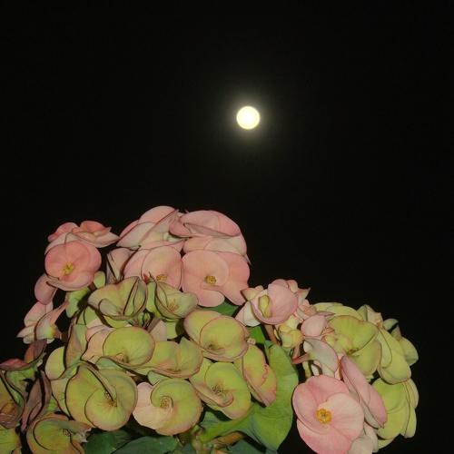 Full Moon