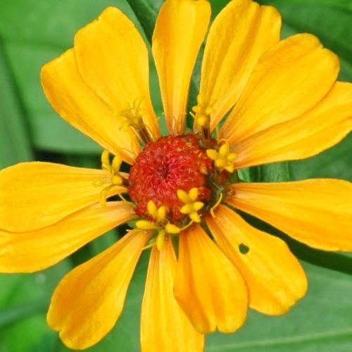 Yellow Flower and Green Background