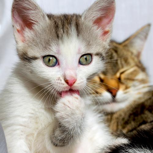 Котёнок с мамой.