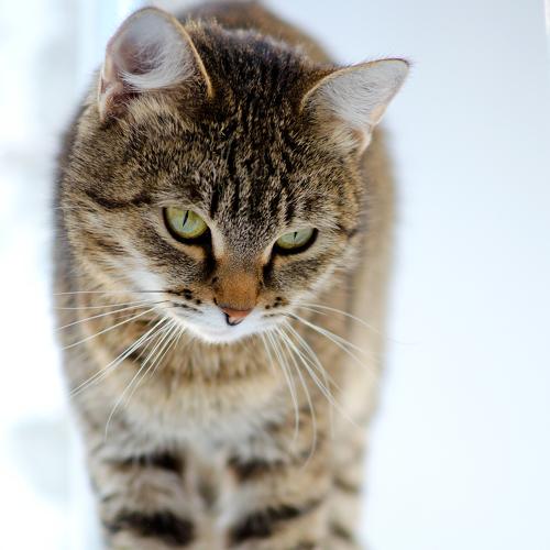 Микротигр