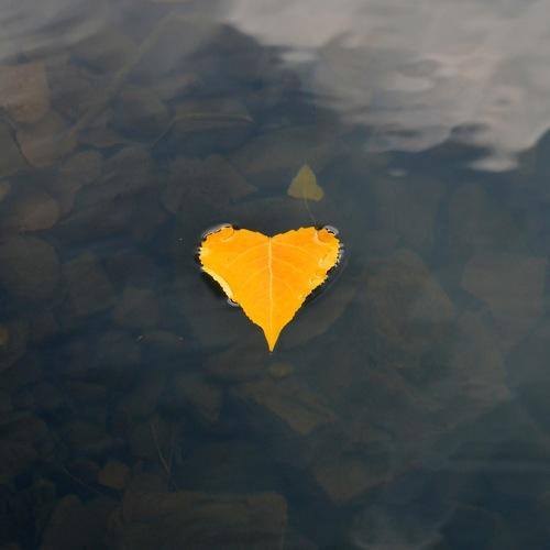 Leaf