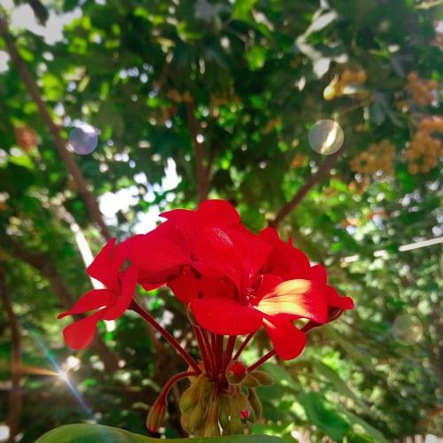 Red flower