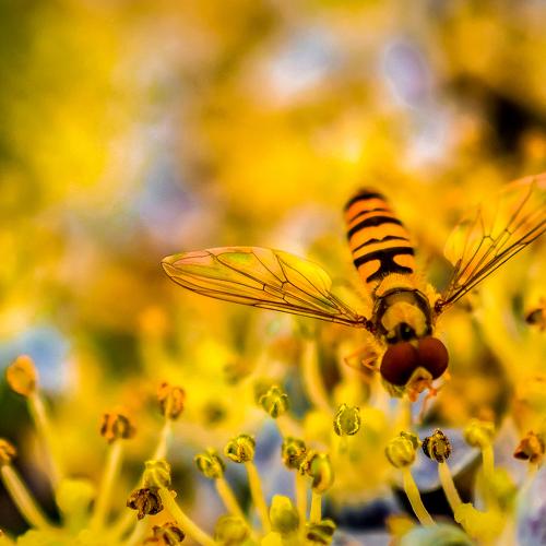 Syrphidae