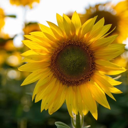 Sunflowers in a Field