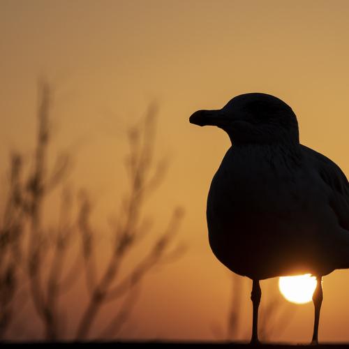 Seagull on sunset