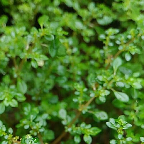Life is green
