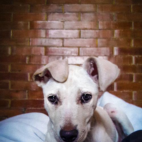 Little puppy named