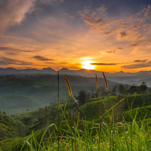 Beautiful Sunrise in Cukul Plantation Tea - Indonesia