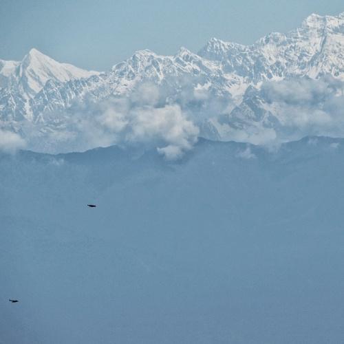 The Himalayan Birds