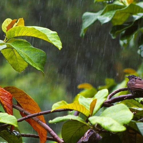Feel the rain