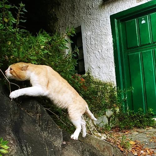 Stray cat