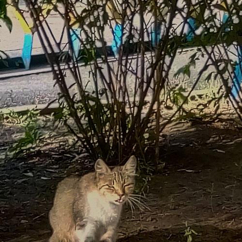 Кошка
