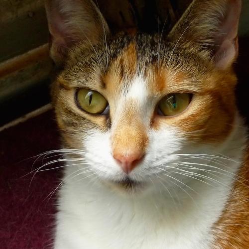 Cat Portrait