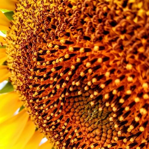 Photo #3425011