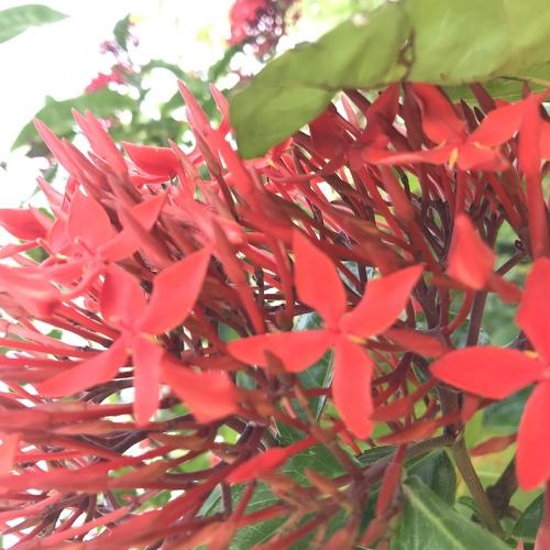 Red flowers during evening