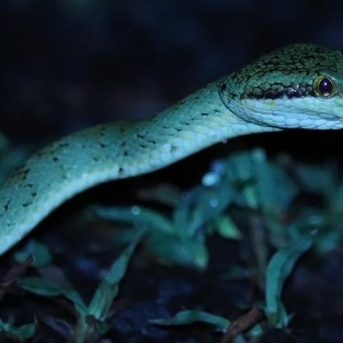 The Green Mamba