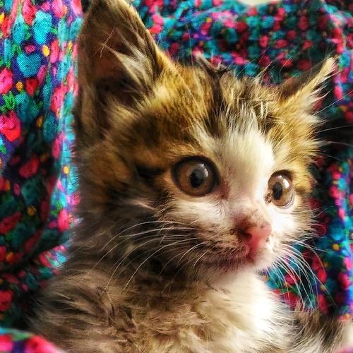 Photo #3426997
