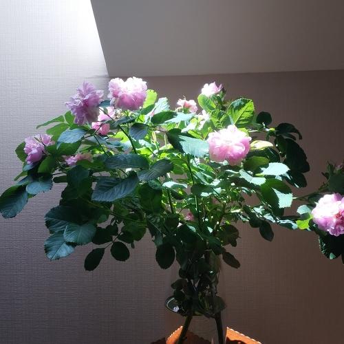 Light