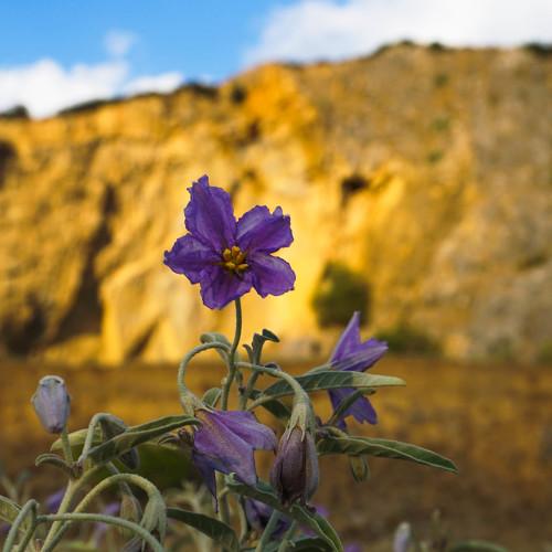 dungeon flowers