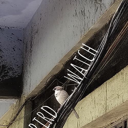 Bird watch.