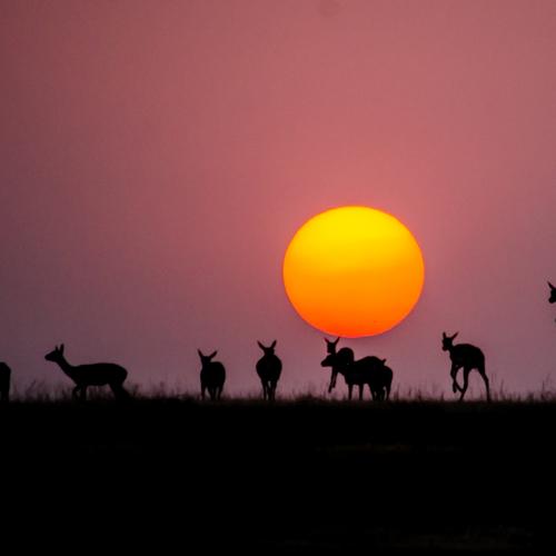 Leaping blackbucks in sunset