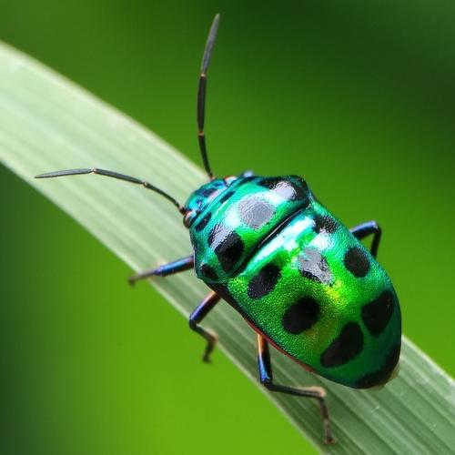 Mobile macro