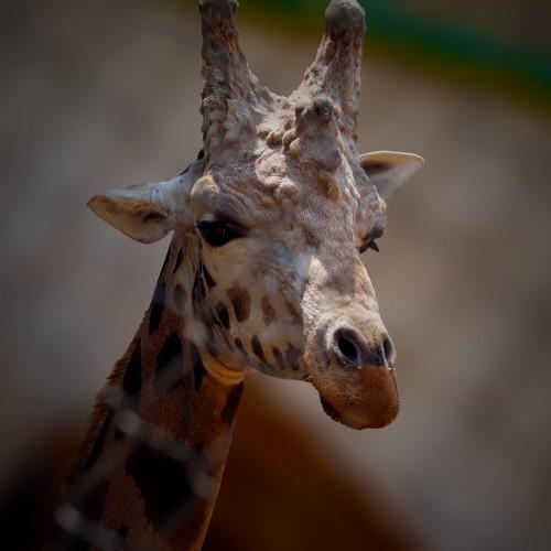 The Giraffe