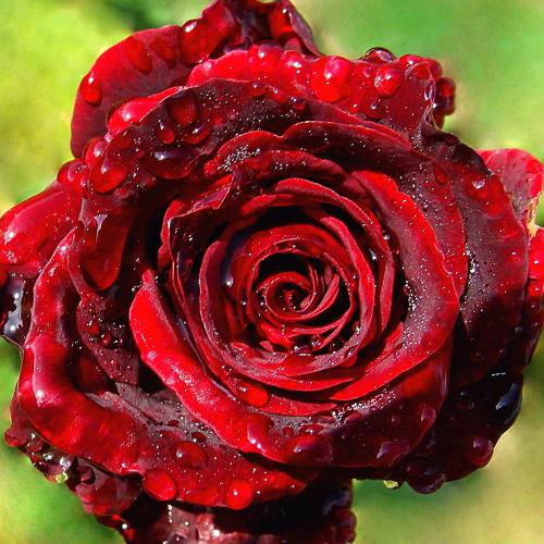 Photo #3433361
