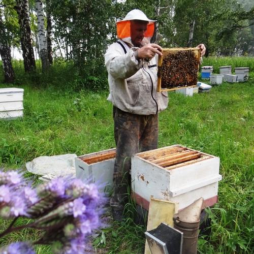 Работа пчеловода на пасеке