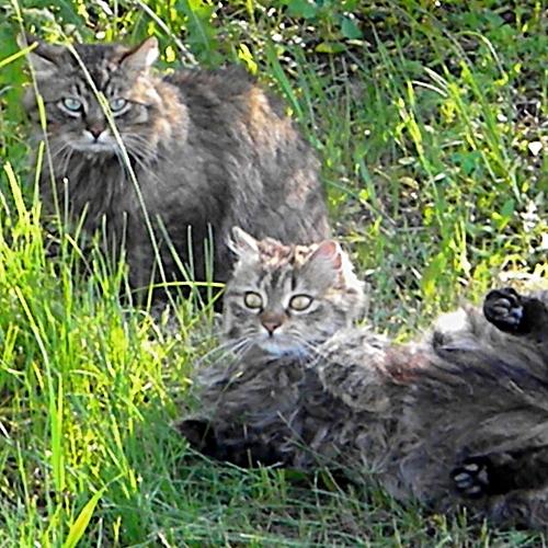 Spring- love...