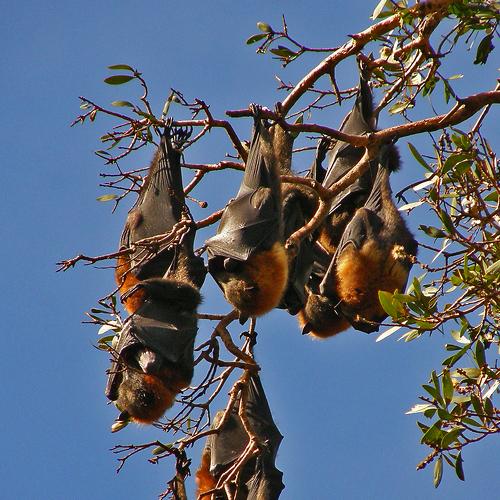 flying fox colony