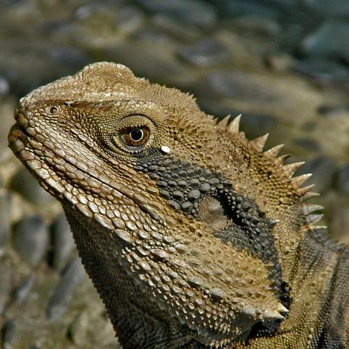 lizard port