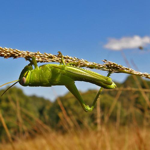 grasshoppers
