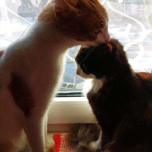 Котики )