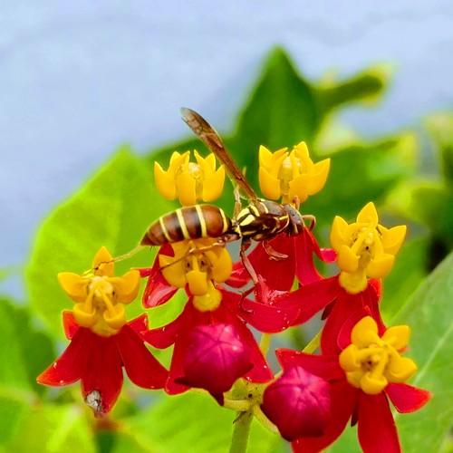 Insect and flower